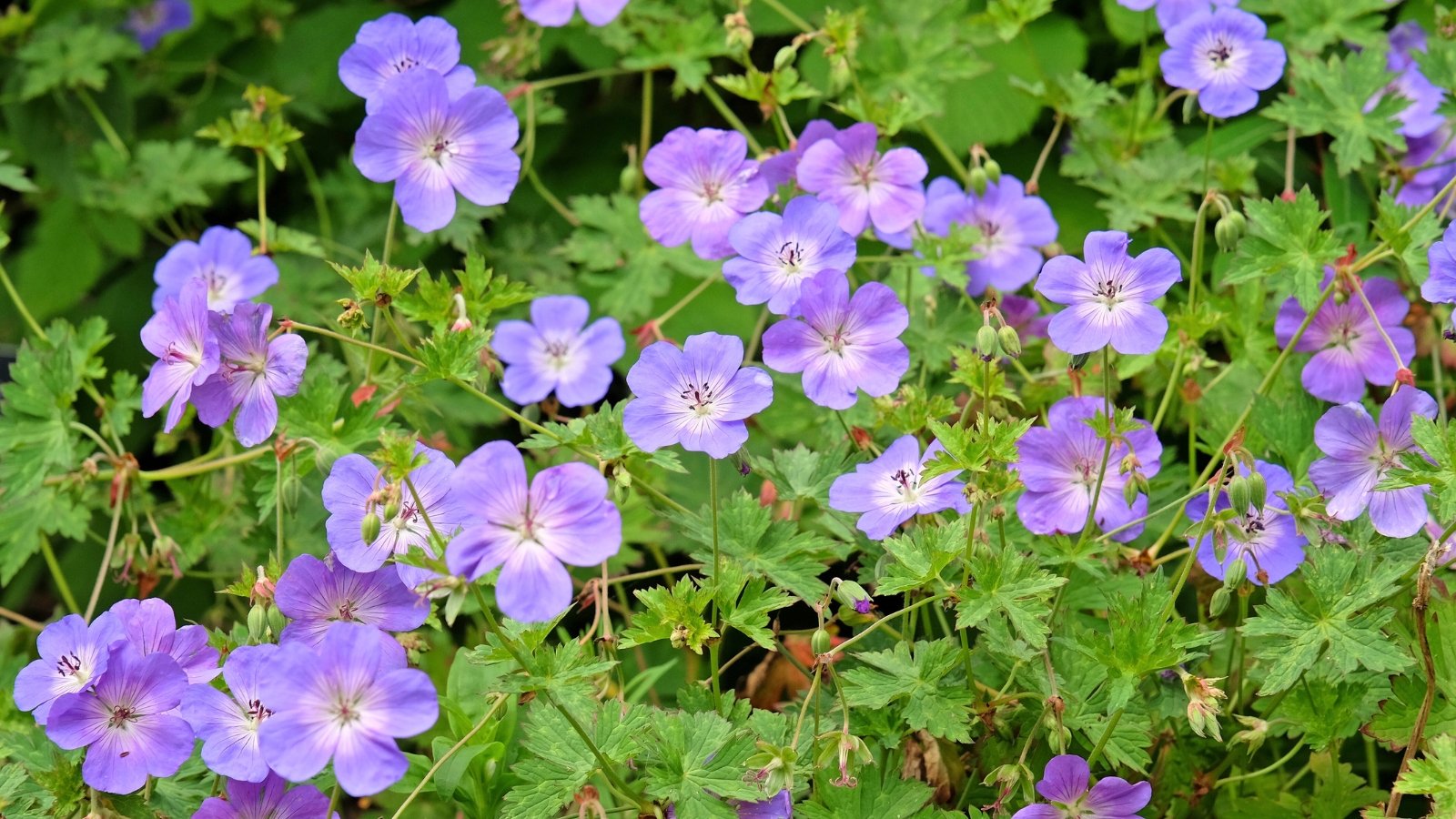 Mounded foliage of deeply lobed leaves supports small five-petaled flowers in shades of purple.