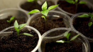 Ghost Pepper Roots How to Plant, Grow, and Care For Ghost Peppers