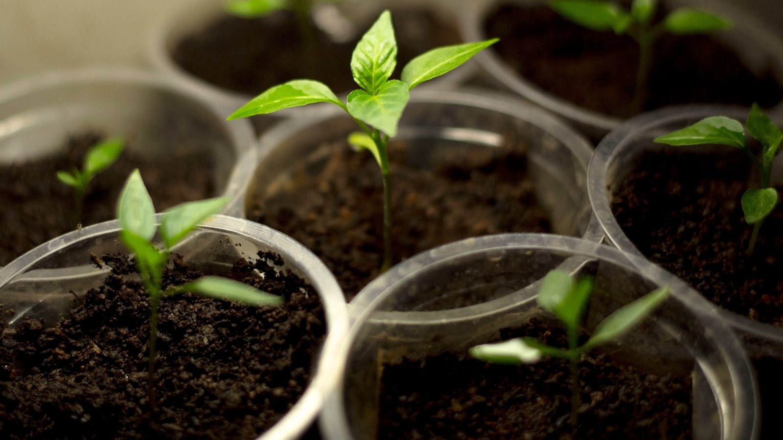 Small chili seedlings with vibrant green, oval-shaped leaves sprouting from rich soil in clear plastic cups lined up on a sunny windowsill.