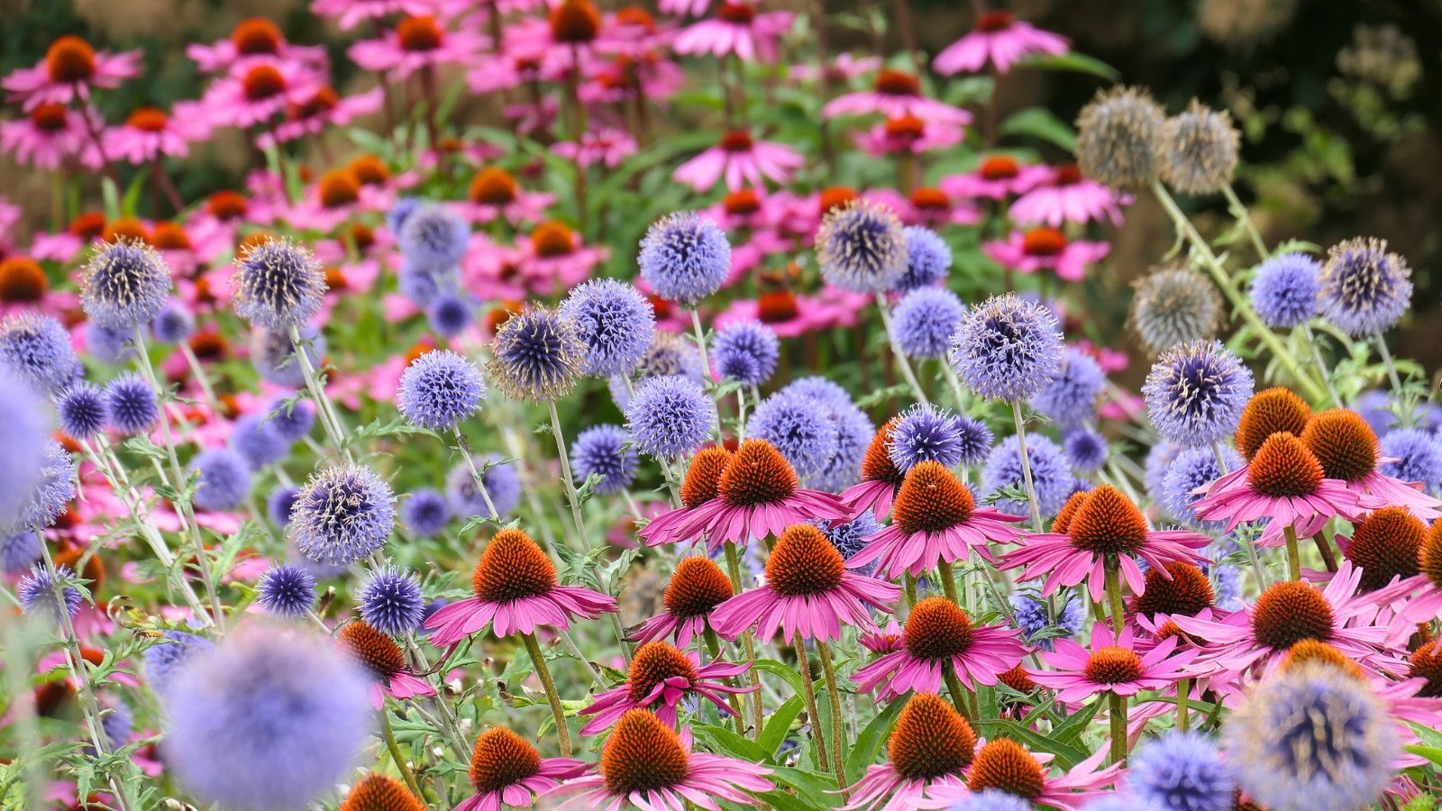 Spherical, spiky blue-purple flower heads are interspersed with large, pinkish-purple daisy-like blossoms featuring prominent orange-brown central cones.