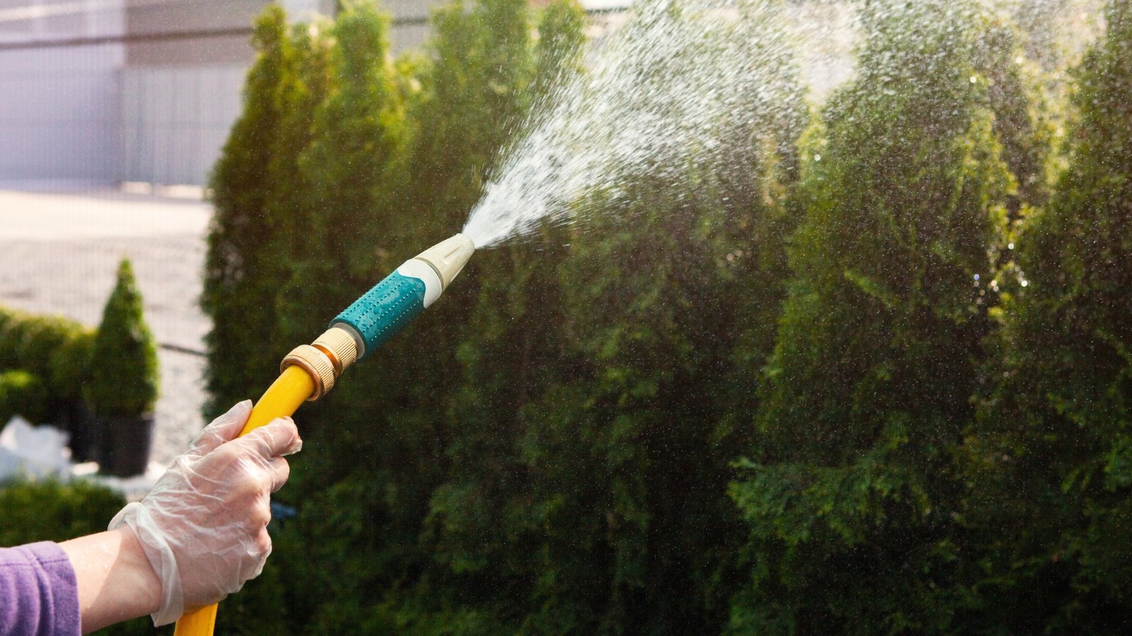 Close-up of a gloved hand with a yellow hose watering tall thuja trees growing in a row, with dark green scaly foliage.