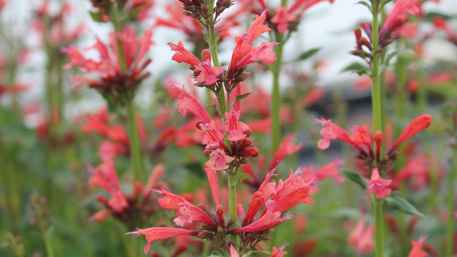 An area with many Glowing Embers® plants with vivid red blooms