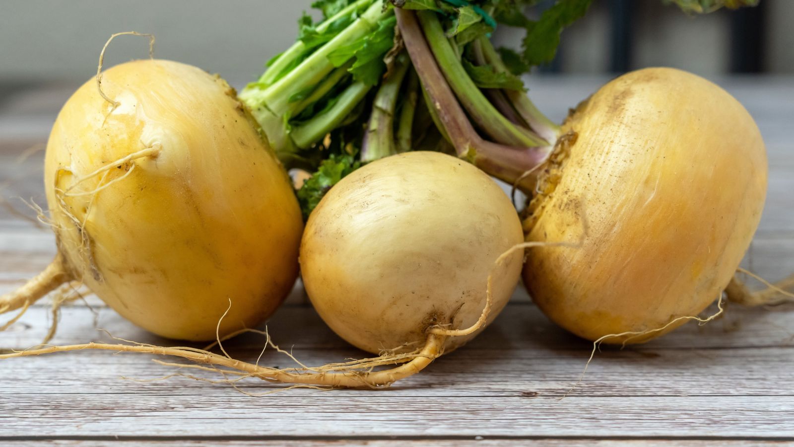 A close-up shot of several freshly harvested root crop called Golden Ball, showcasing its golden, yellow color, placed on a wooden suface
