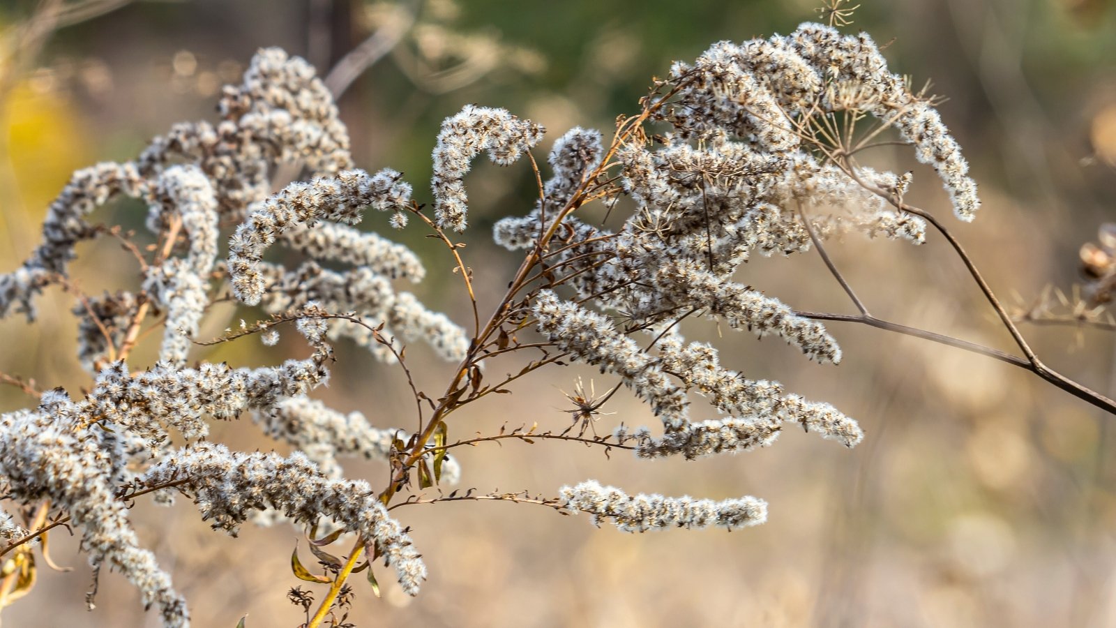 Goldenrod seedheads with fluffy, pale tan plumes clustered atop slender green stems in a garden setting.