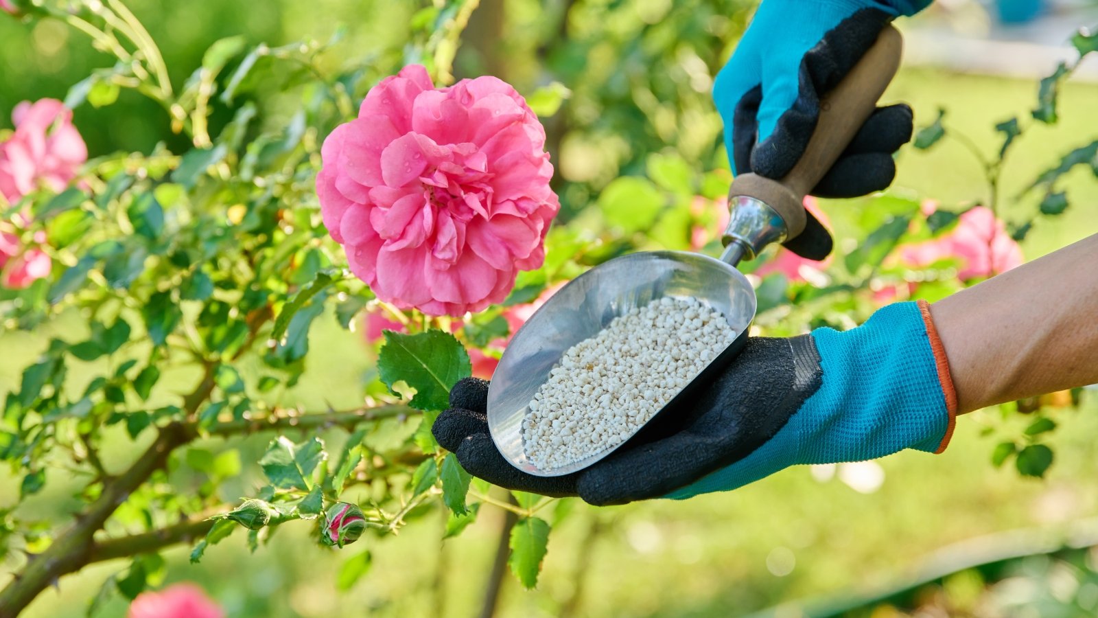 Close-up of a gardener's hands in blue gloves holding a garden scoop full of grey granular fertilizer near a blooming flower bush with delicate pink flowers.