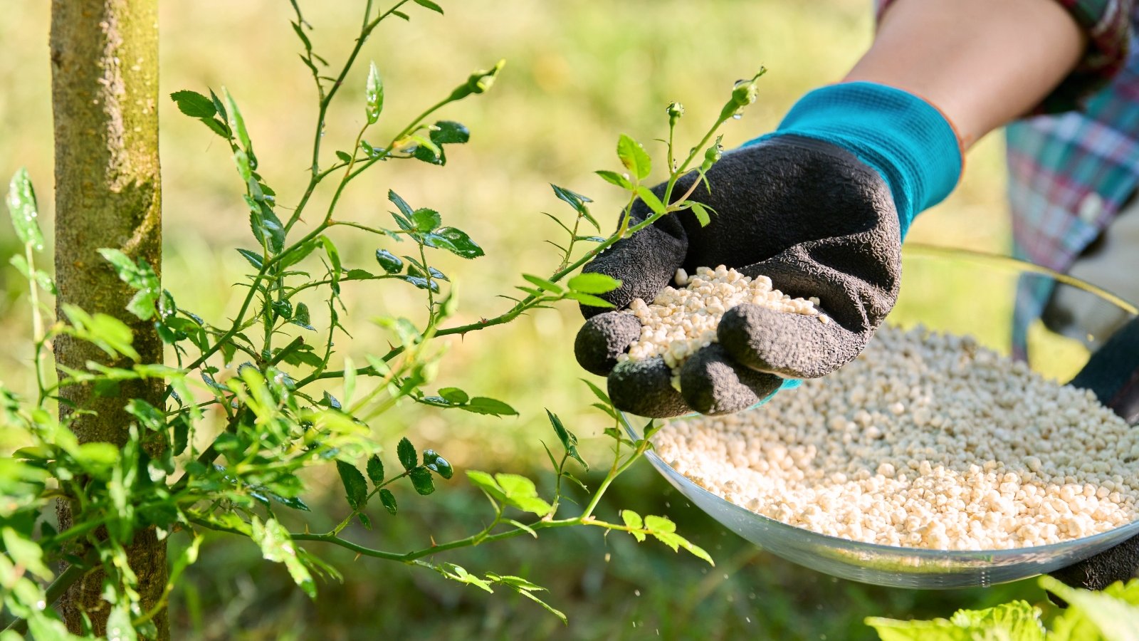 A woman in a blue glove applies granular fertilizer to a young climbing rose bush with small, oval, jagged leaves of bright green color.