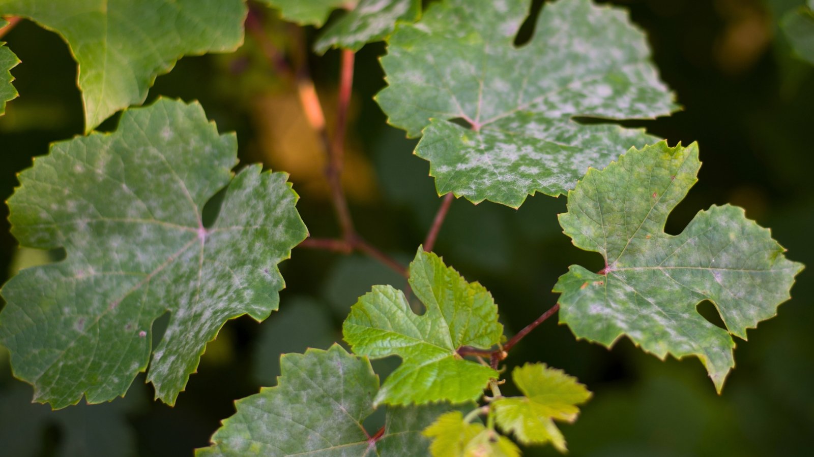 Grape leaves appear dull and coated with a white, powdery film, showing signs of fungal mildew infection.