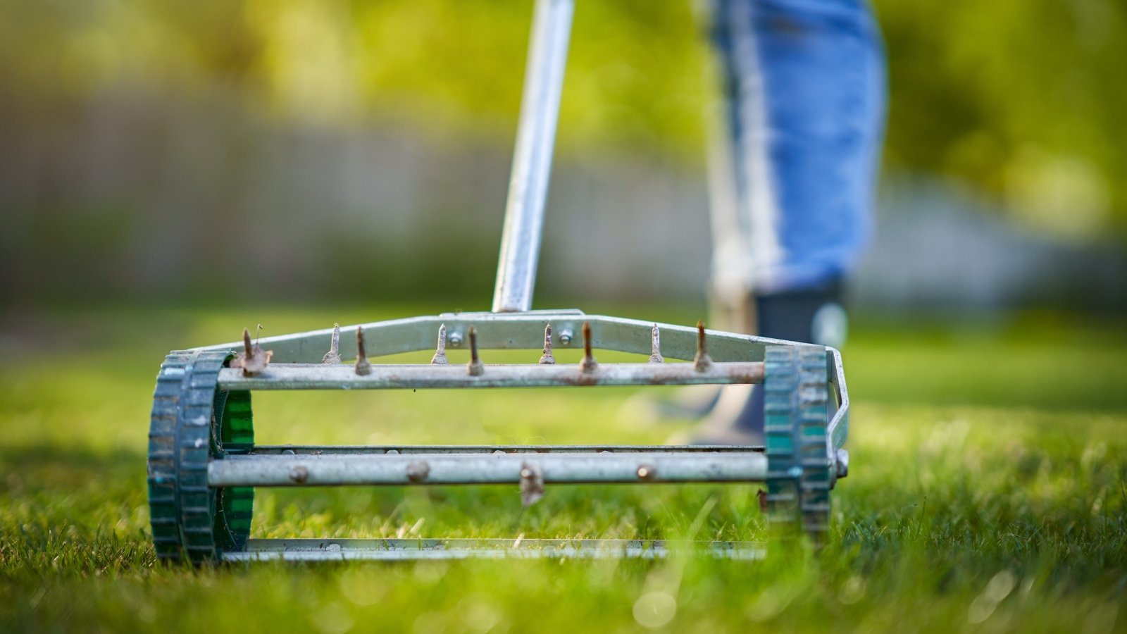A gardener pushes a grass aerator across a green lawn, leaving rows of small holes in the turf for improved soil health.