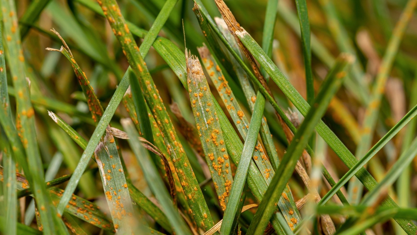 Blades of grass are coated with orange-yellow powdery spores, creating a rusty appearance.