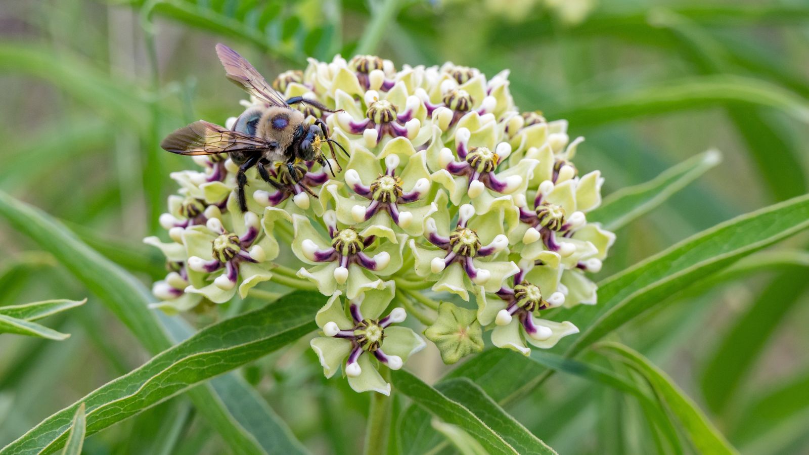 A close-up and focused shot of a cluster of dainty light-green colored flowers sitting on top of a sturdy stem, with a bee crawling on top, all situated in a well lit area outdoors