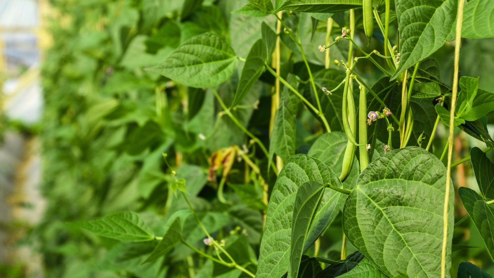 A bushy plant with broad, heart-shaped green leaves and slender, elongated pods hanging from sturdy stems.
