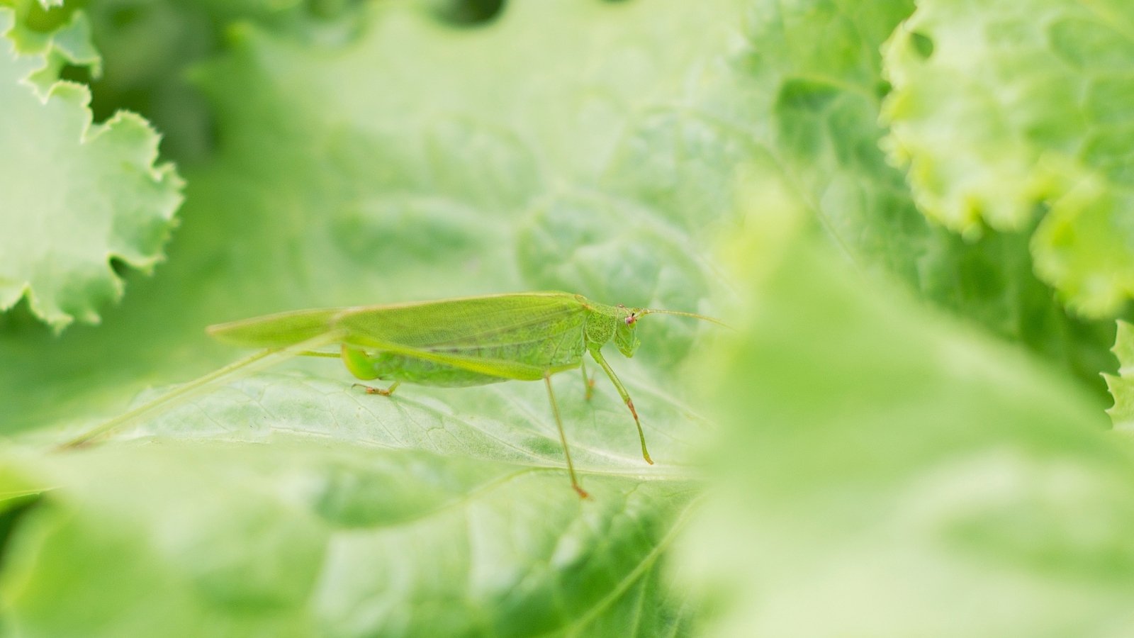 A vibrant green grasshopper with long hind legs and delicate antennae clings to the veined, ruffled surface of a lettuce leaf.