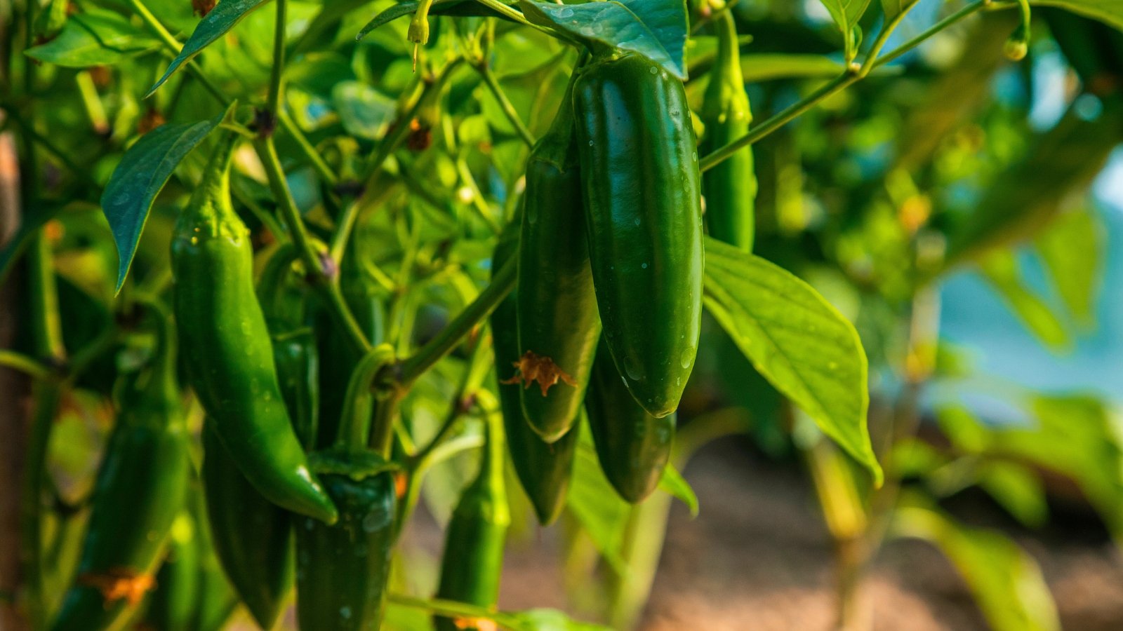 Glossy, dark green fruits with smooth, tapered bodies grow in clusters on sturdy stems, surrounded by broad, veined leaves with a deep green color.
