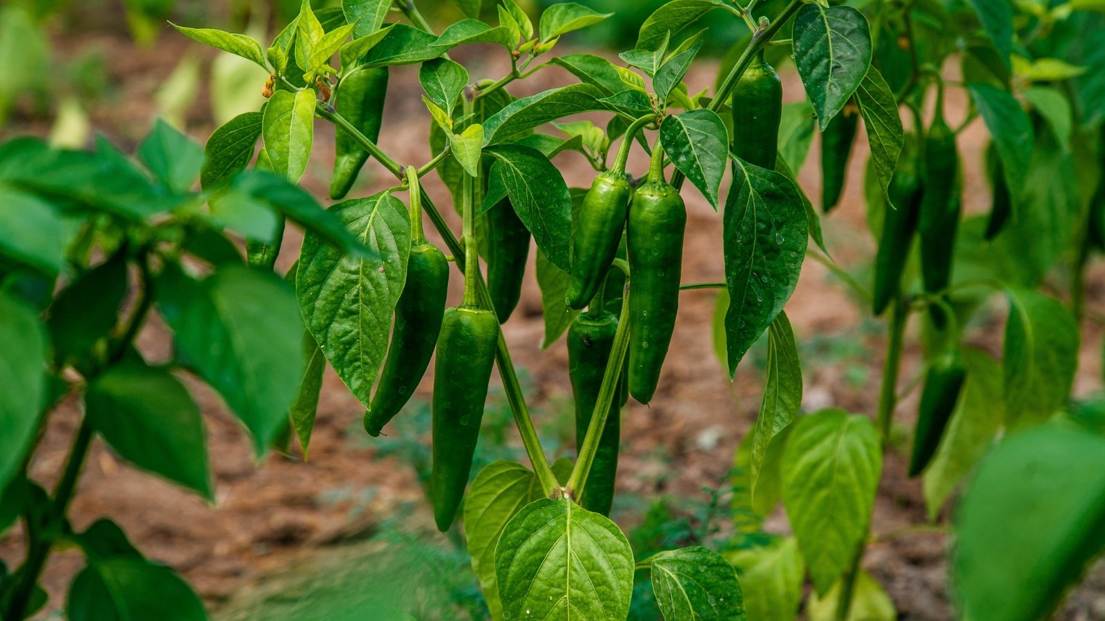 Glossy green hot peppers with pointed tips grow clustered among vibrant green leaves in the garden.
