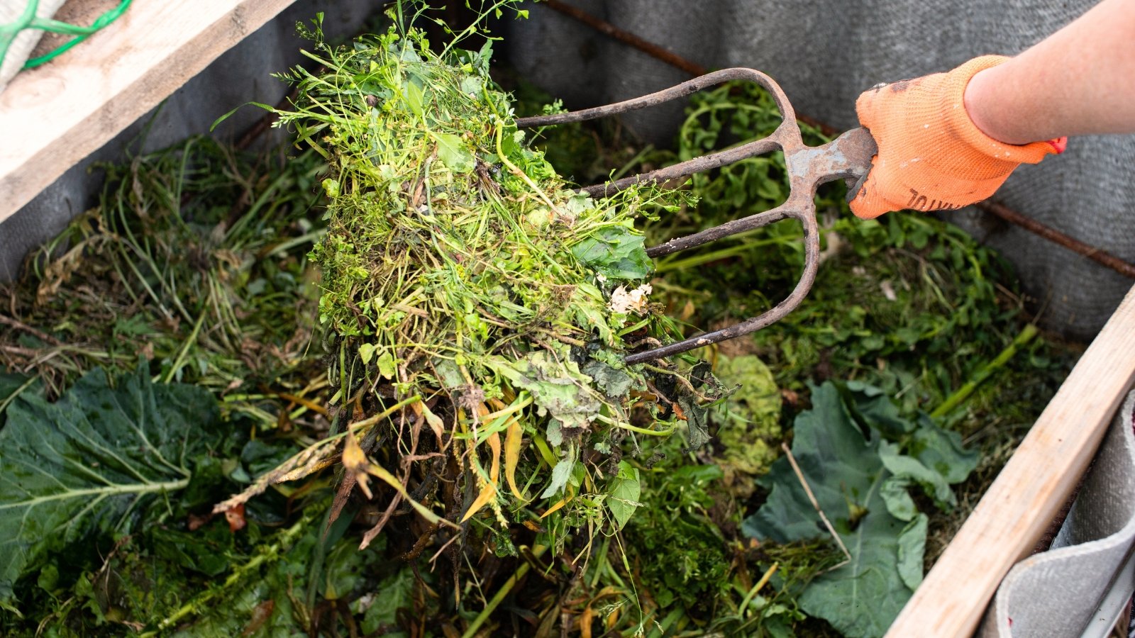A gardener using a large garden fork shows the green part of the compost by spiking green garden debris.