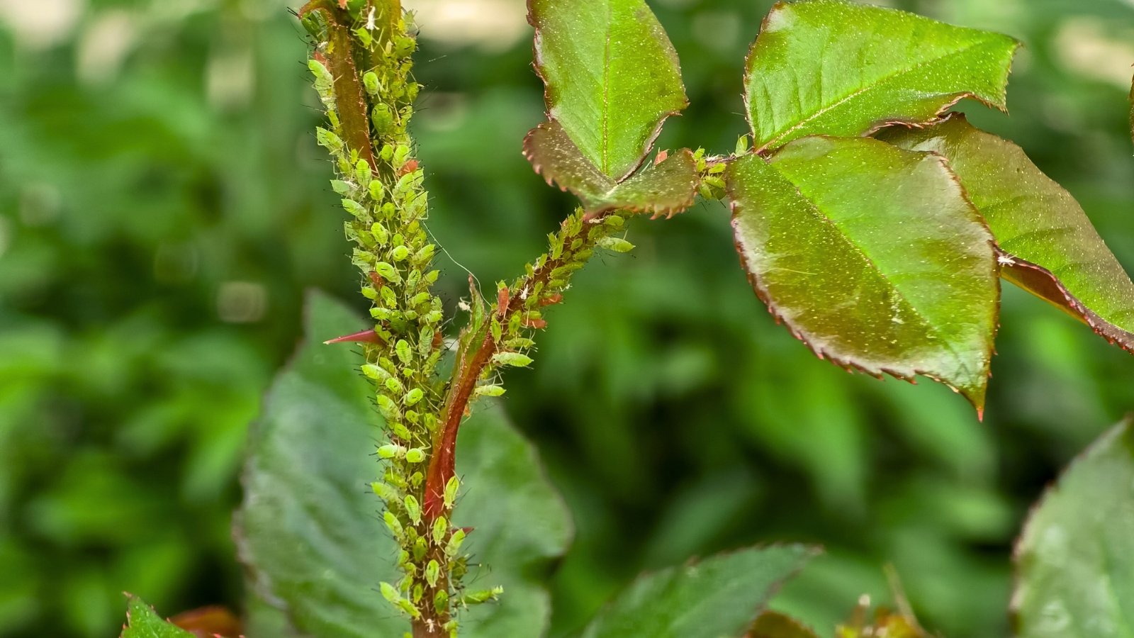 Close-up of a rose stem with oval, jagged leaves covered in a swarm of tiny green aphids.
