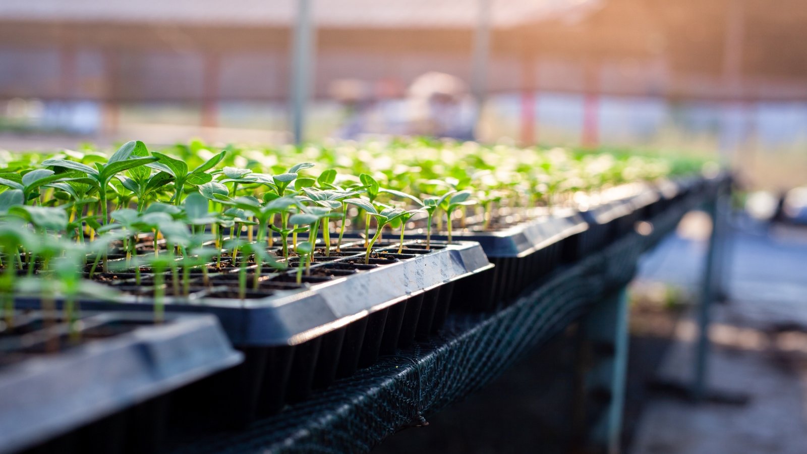 Close up of young green seedlings with glossy oval foliage in large seed starting trays in a greenhouse.