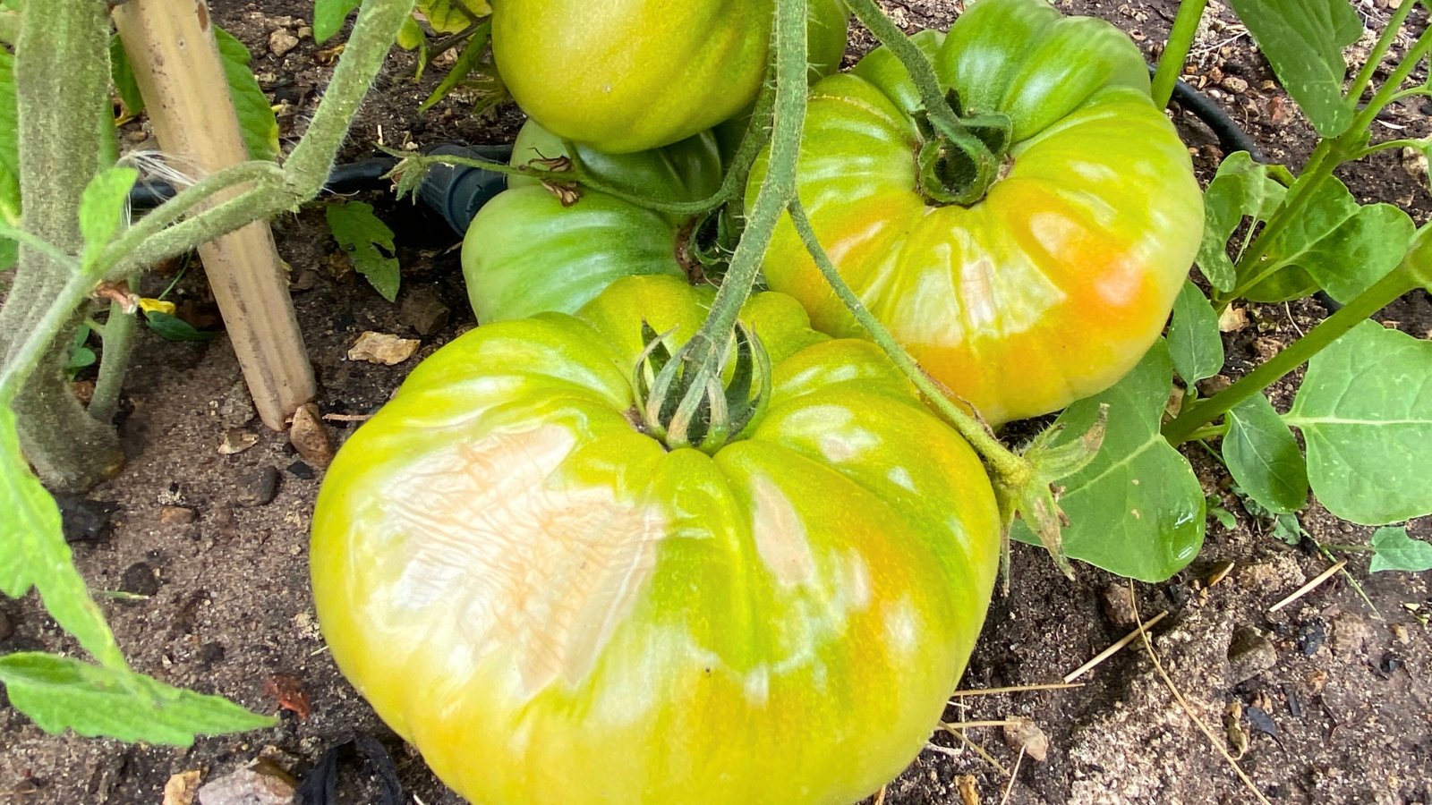 Large green tomato fruits with pale, sunken, discolored patches from sunburn or sunscald exposure.
