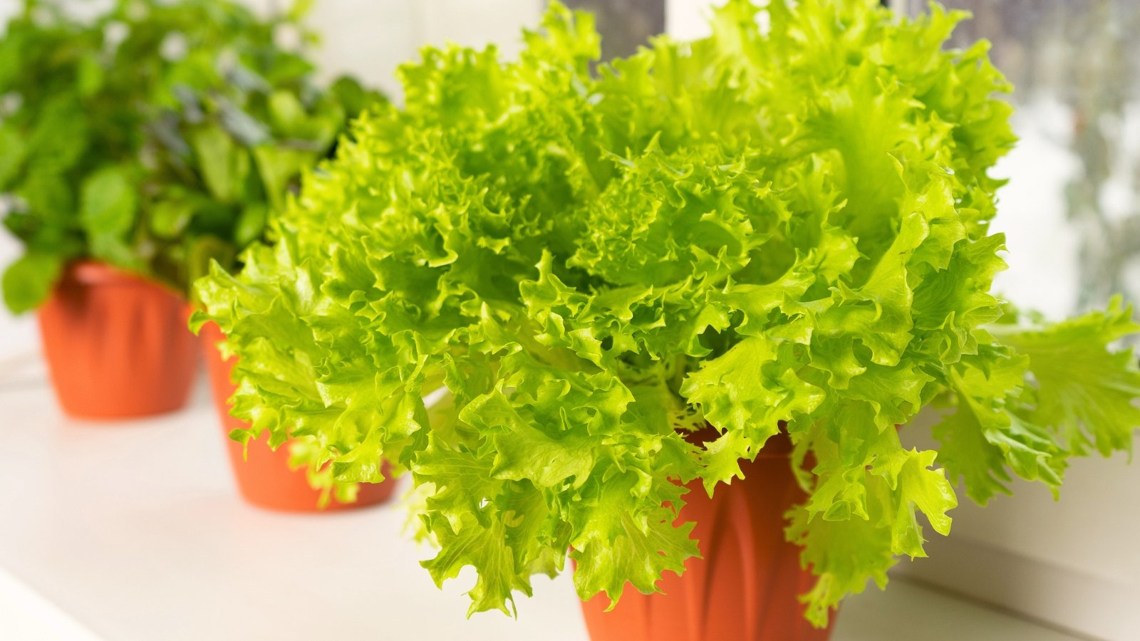 Close up of a lush rosette of ruffled green leaves growing in a terracotta pot on a white windowsill indoors.