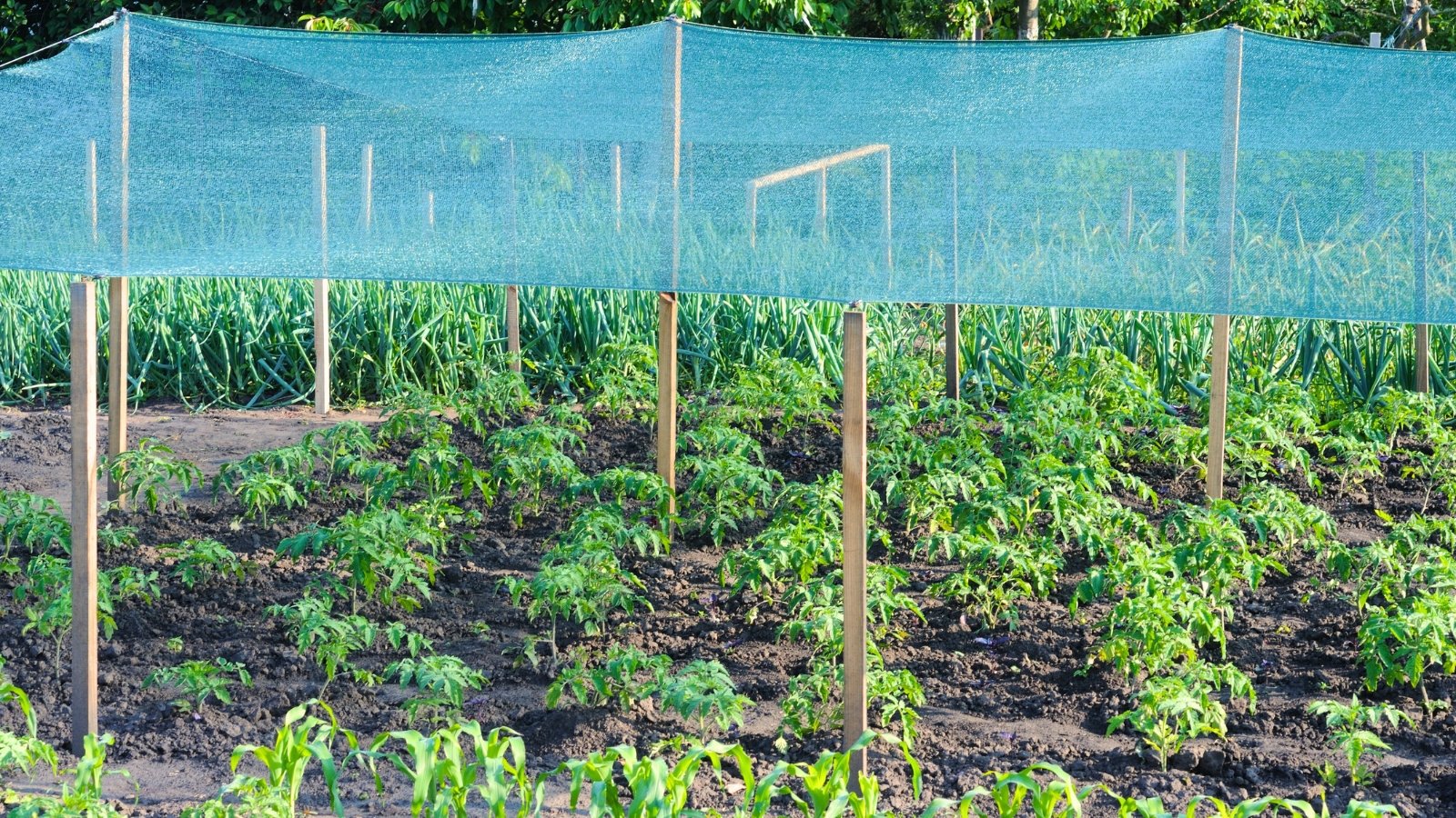 Garden bed with rows of young tomato plants covered with shade netting secured with wooden vertical stakes.