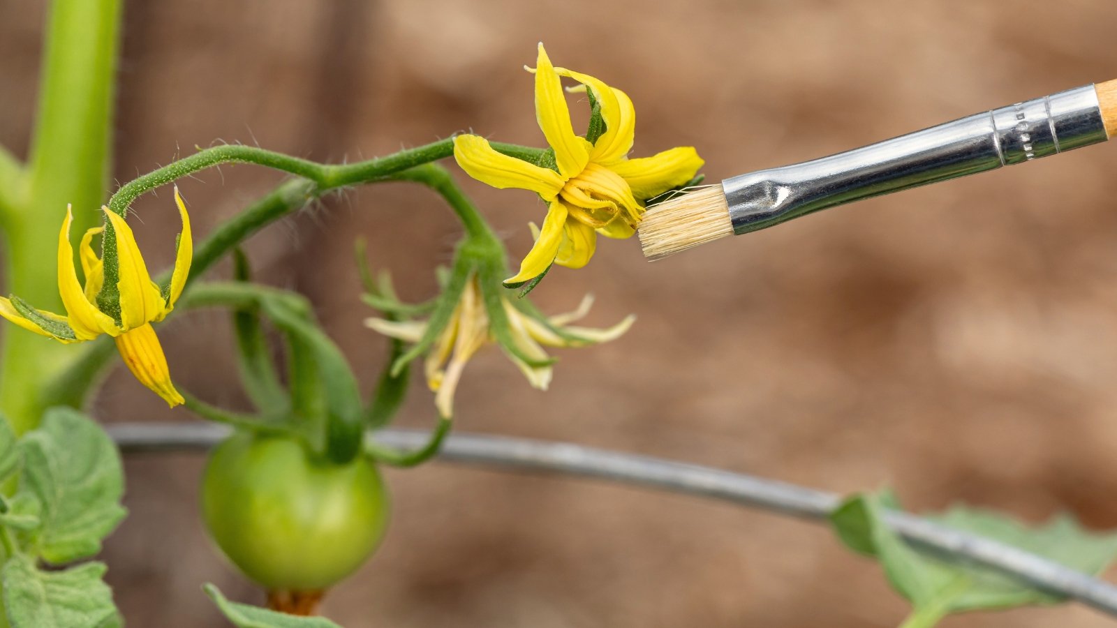 Hand pollination of a small yellow star-shaped flower on a tomato plant using a paintbrush.