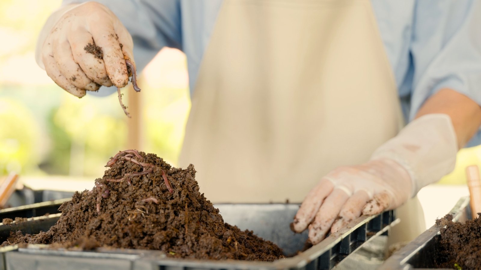 A male gardener in a beige apron and white gloves separates worms from compost in the garden.