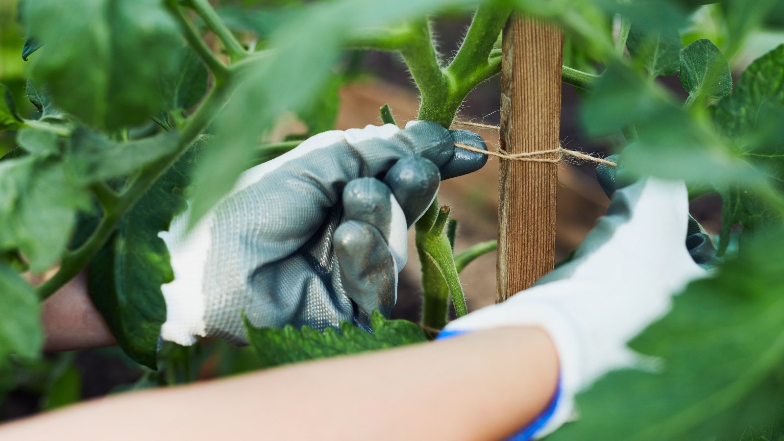 Close-up of gardener's hands in white gloves tying tomato plant stems with rope to wooden vertical supports in a garden.