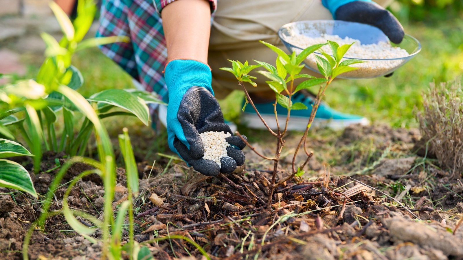 Close-up of female hands in black and blue gloves applying white granular fertilizer to a young hydrangea seedling in a garden.