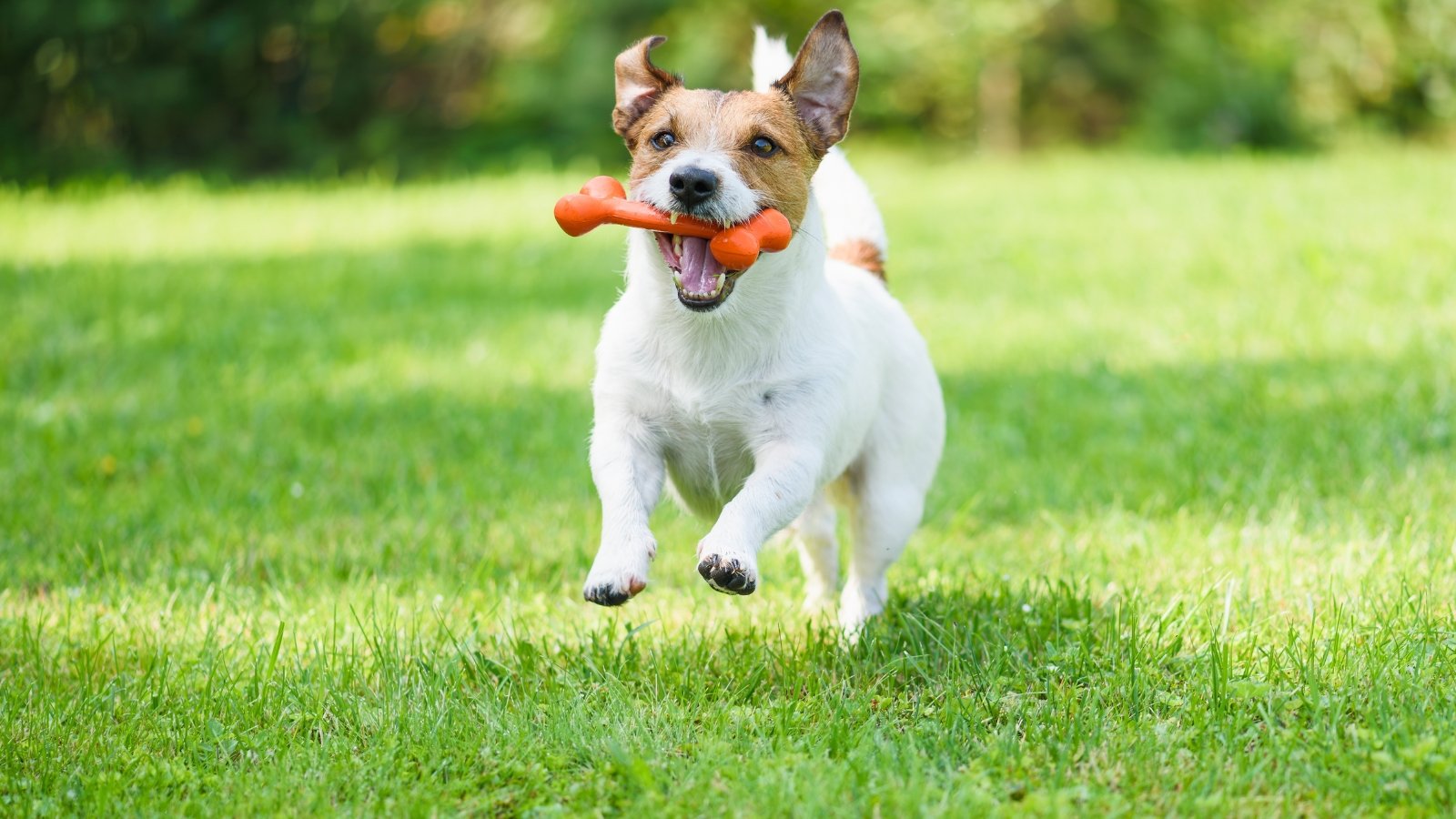 Happy white dog with brown spots runs across a sunlit green lawn holding a rubber toy bone in its mouth.