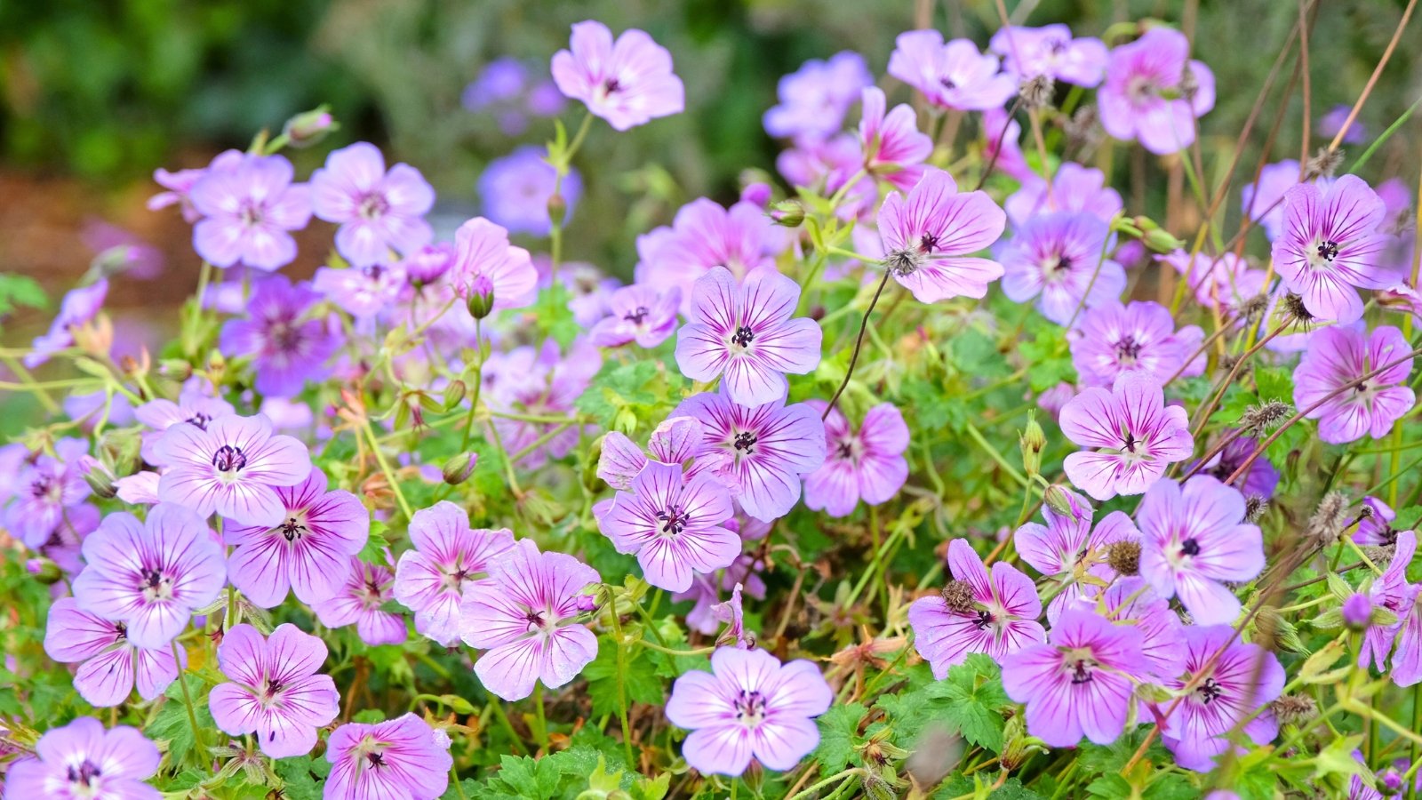 A cluster of lavender and violet five-petaled flowers with darker veins and pale centers, nestled amongst green foliage.