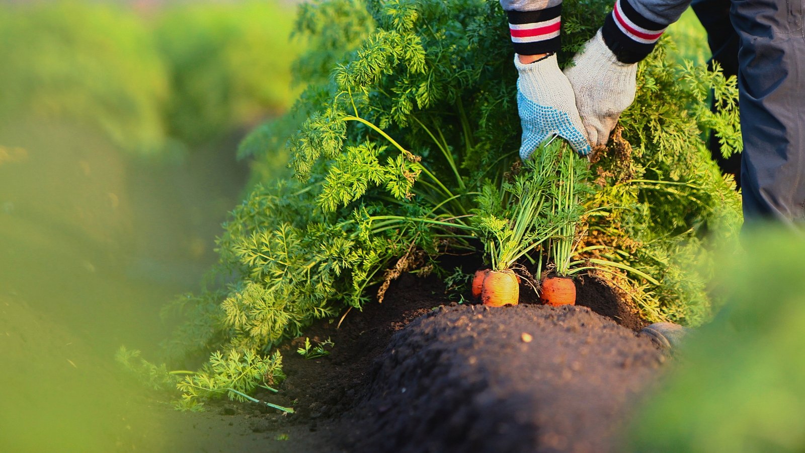 A gardener's hands in white gloves pull an orange carrot from the soil, gripping its vibrant green, feathery foliage in a garden bed.
