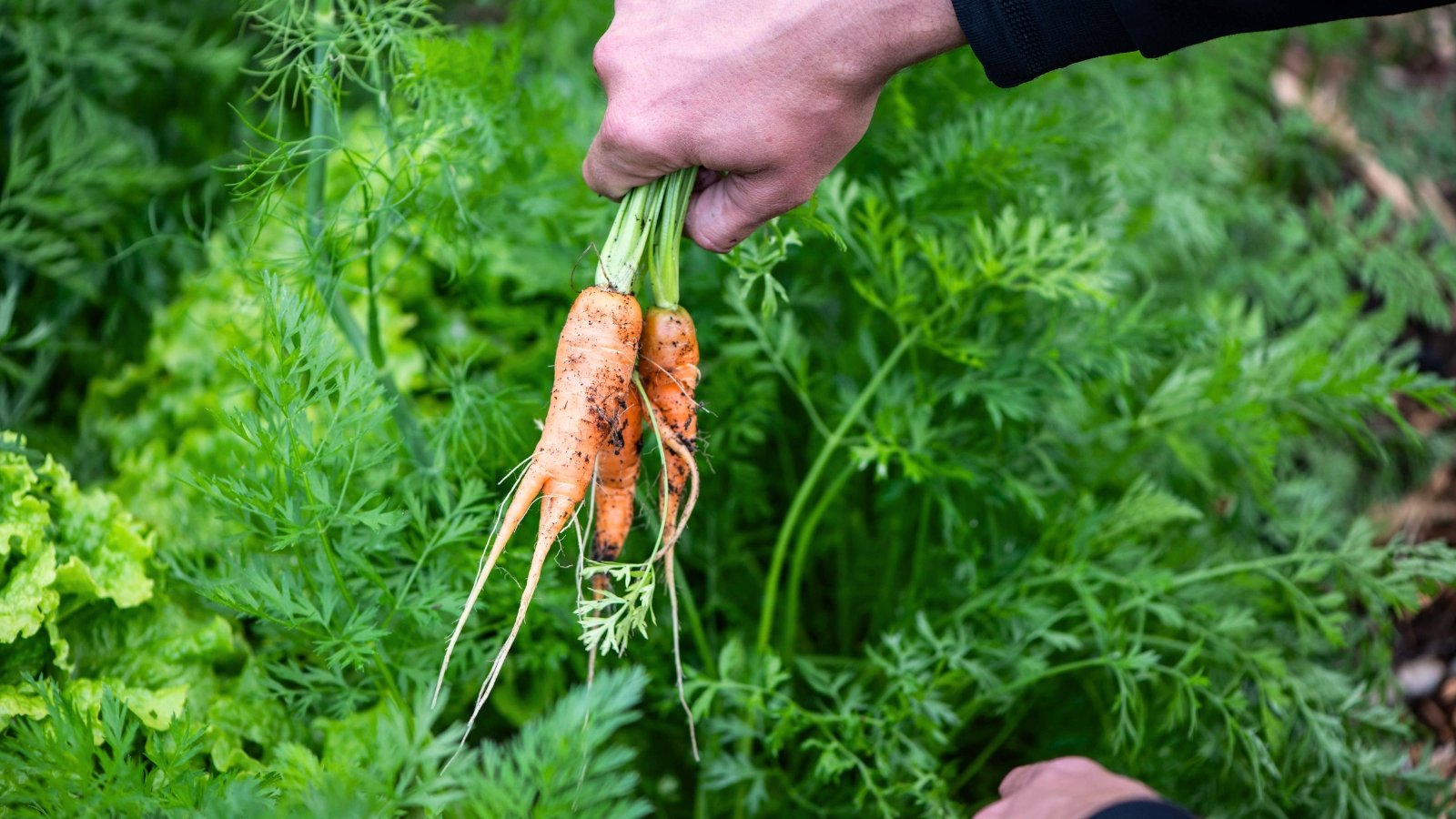 Close-up of a gardener's hand harvesting carrots, pulling out bright orange roots with slightly misshapen, split shapes by the green leafy tufts.
