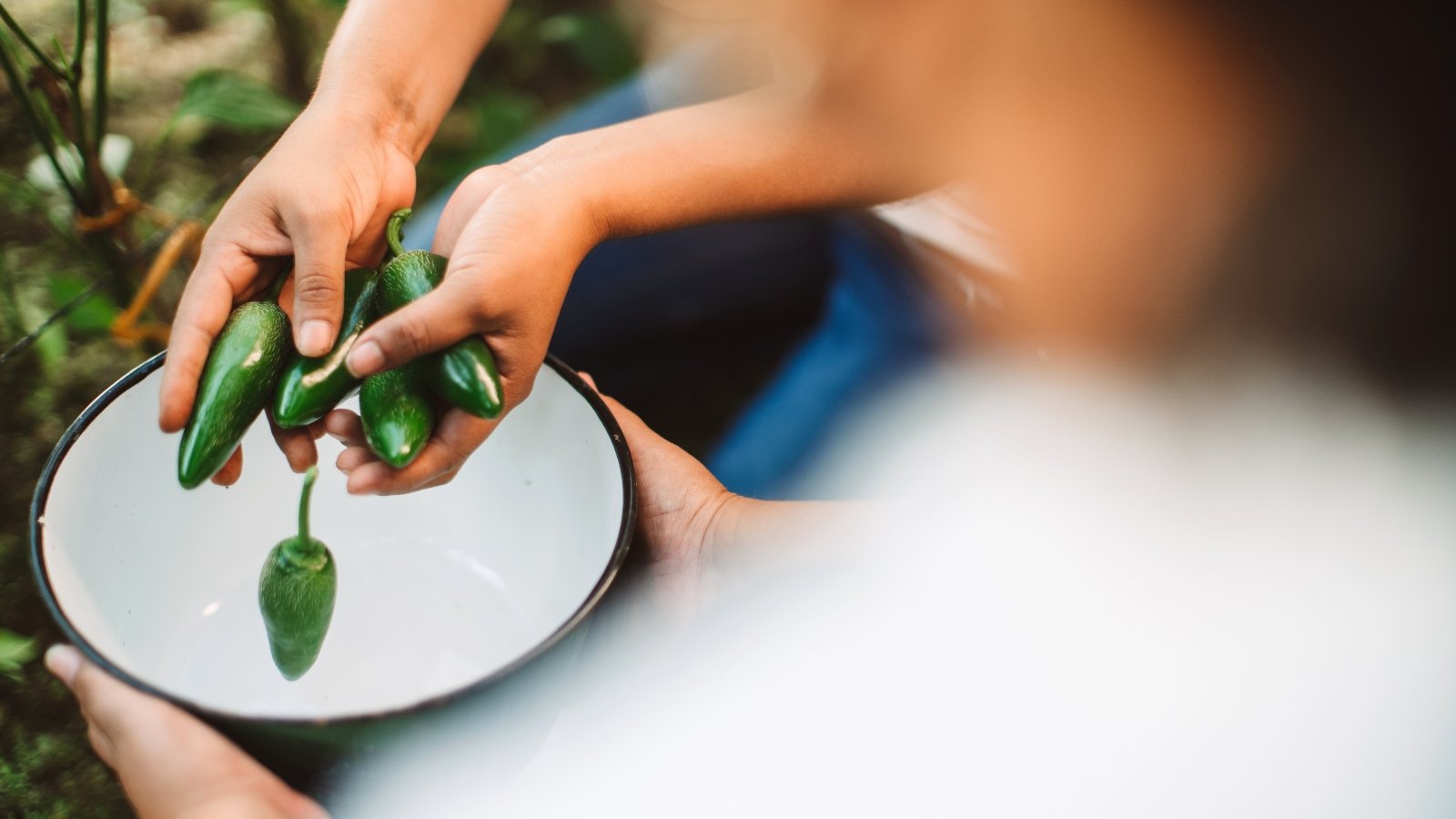 Female gardeners harvest small green peppers with tapered shapes and glossy skins into a white bowl in the garden.