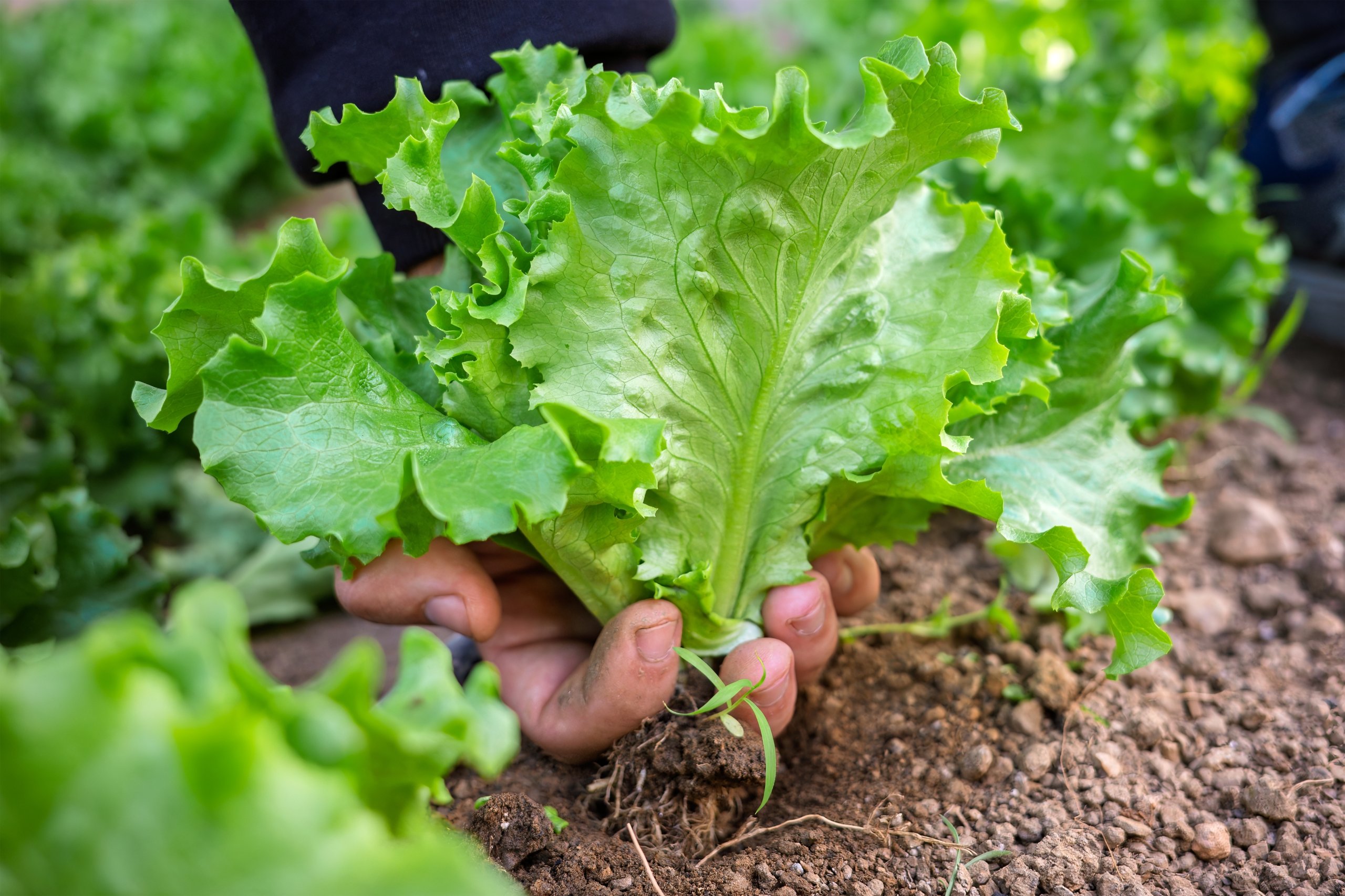 Close-up of a man's hand harvesting lettuce, pulling a loose rosette of wavy green leaves and roots from the loose soil.