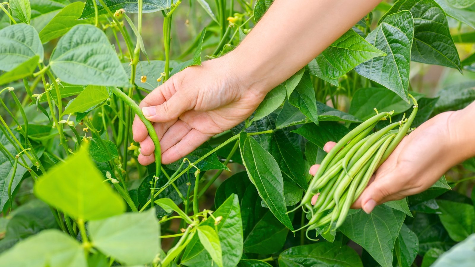 A woman’s hands gently pick fresh, slender green bean pods from leafy vines, surrounded by vibrant foliage.
