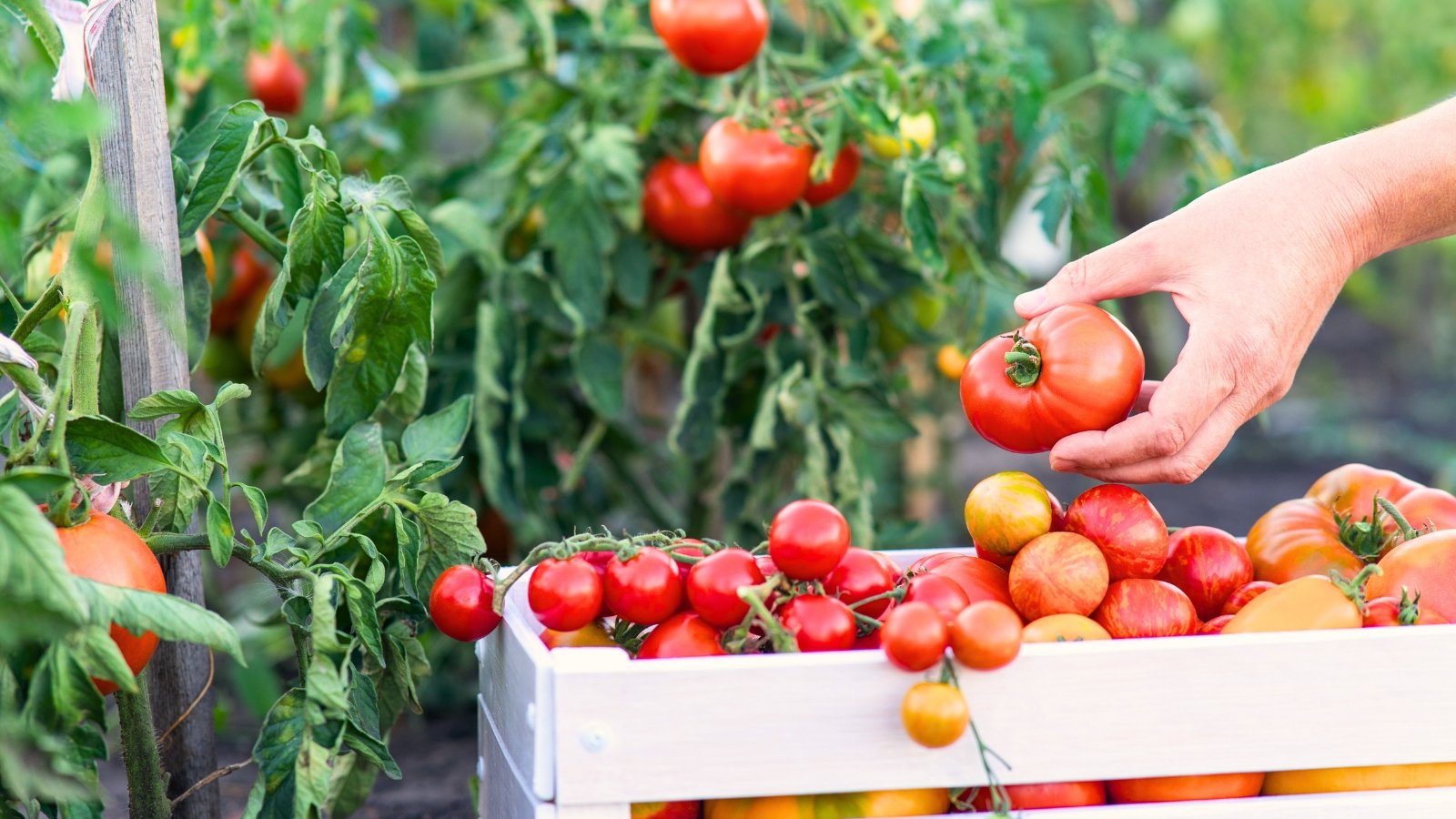 A female gardener harvests bright red, round tomatoes with shiny, thin skins into a large white crate overflowing with ripe fruit, set against lush green bushes.
