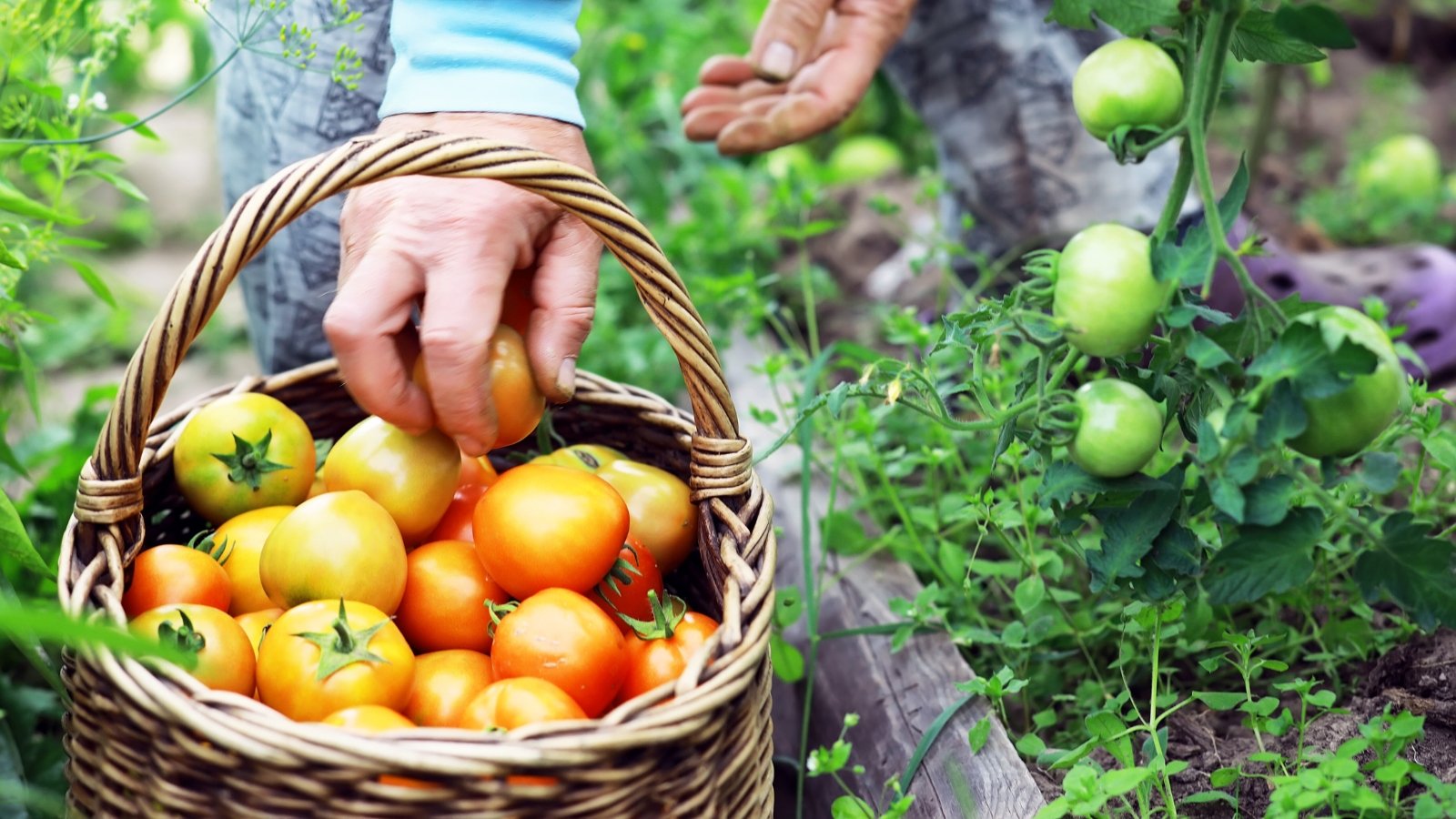 A male gardener places freshly picked yellowish-orange round tomatoes in a large basket next to a raised bed.