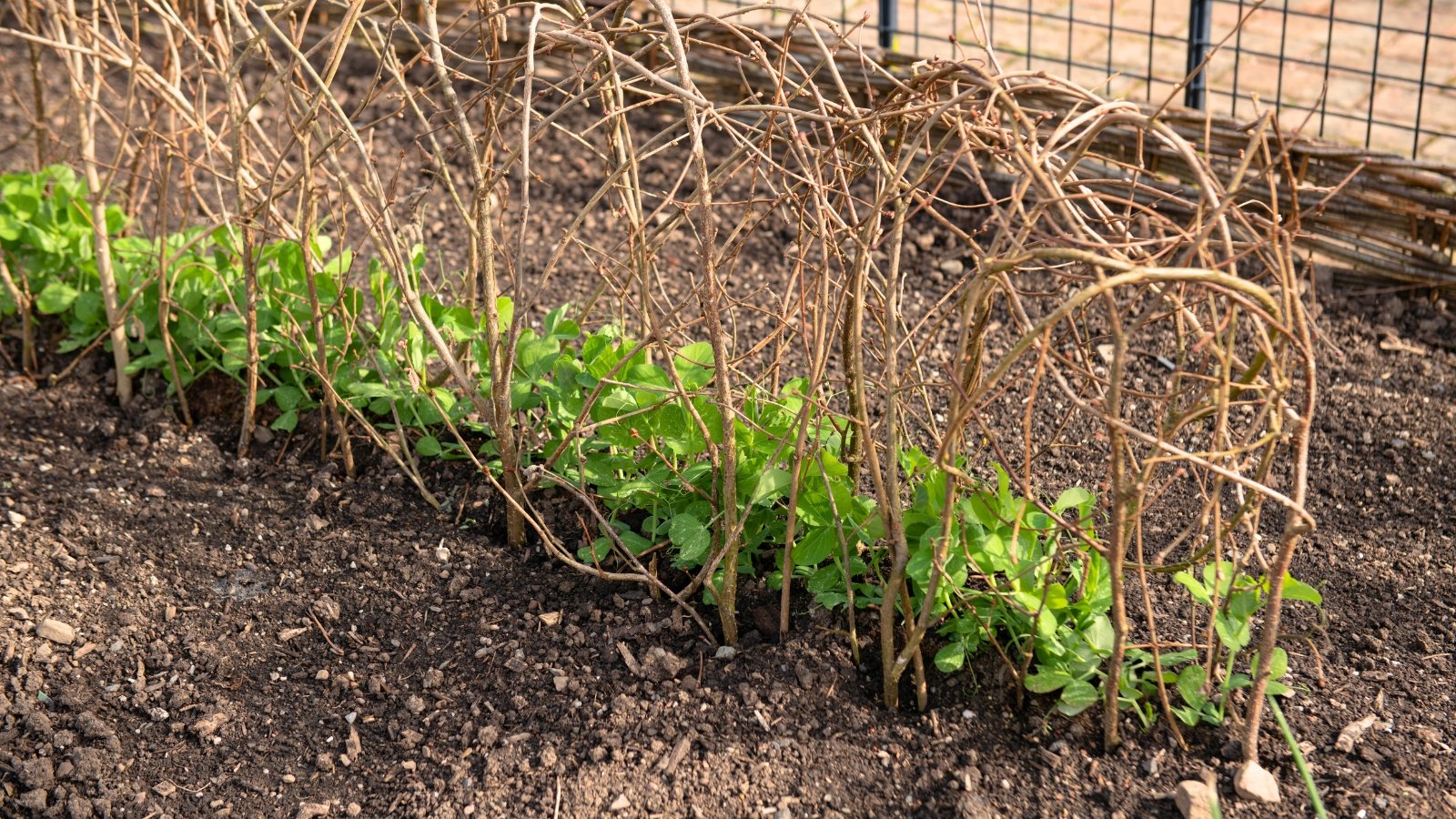 Hazel stick frame supports the upright spring growth of homegrown organic pea plants with delicate green tendrils and leaves reaching upward.
