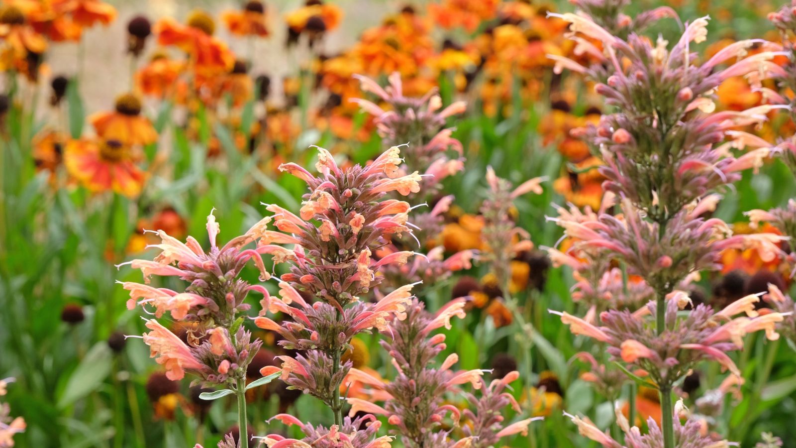 Healthy blooming Agastache rupestris plants with pastel-colored peach blooms with other flowers in the background