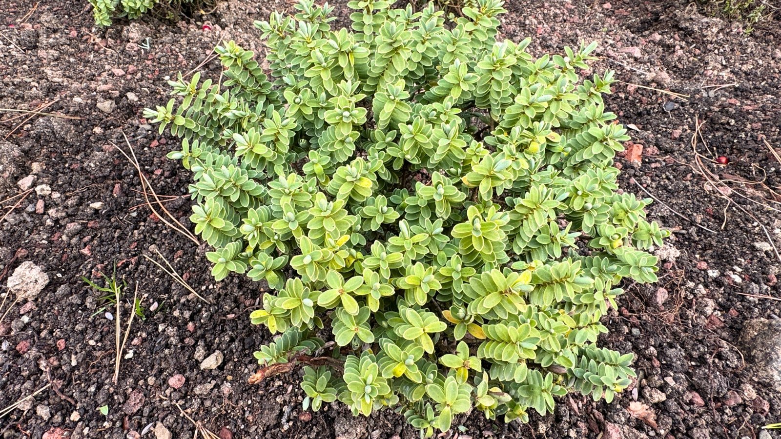 A young shrub with upright branches, creamy-edged green leaves, and compact variegated foliage growing in freshly turned soil in a garden bed.
