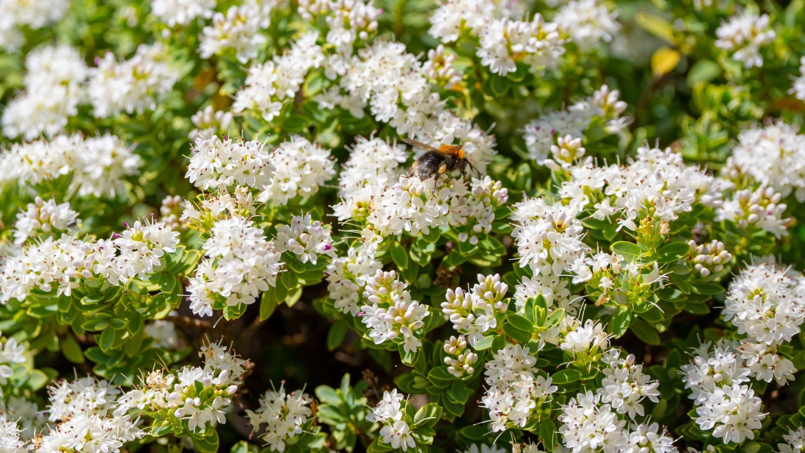 A large bumblebee sits on an evergreen flowering bush with small, glossy green leaves and upright spikes of densely packed white tubular flowers.