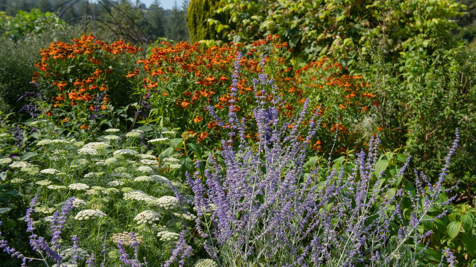A garden features lavender-purple flower spires and creamy white lace-like blooms in the foreground, with fiery orange blossoms and green foliage behind.