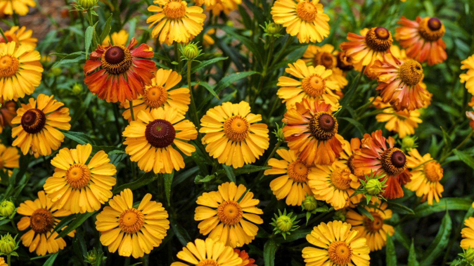 A vibrant field of yellow and orange daisy-like flowers with prominent central discs and green foliage.