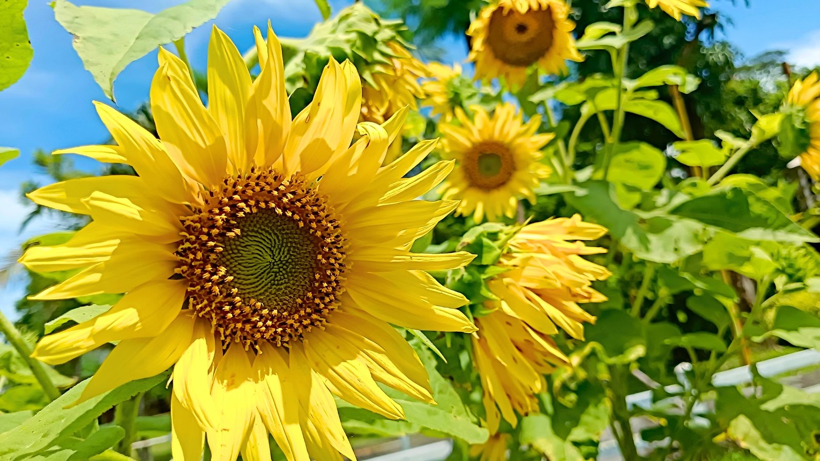 Large, bright yellow disc-shaped flowers with prominent brown centers are surrounded by broad green leaves under a clear sky.