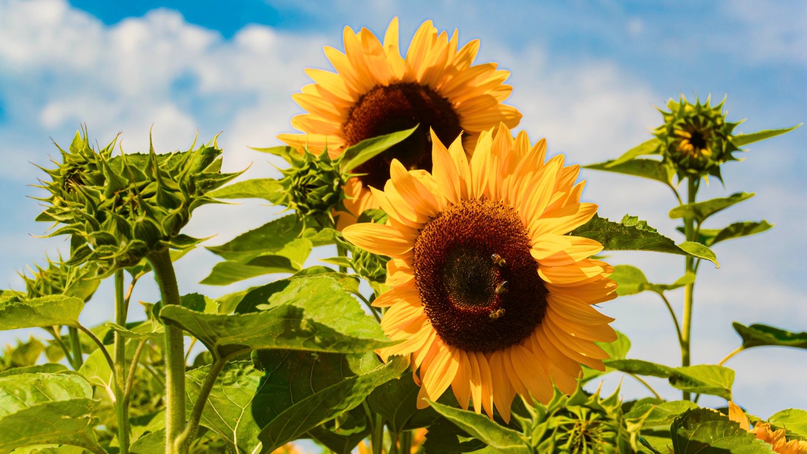Two large flowers with bright yellow ray petals and prominent brown central disks stand tall among green leaves and buds.