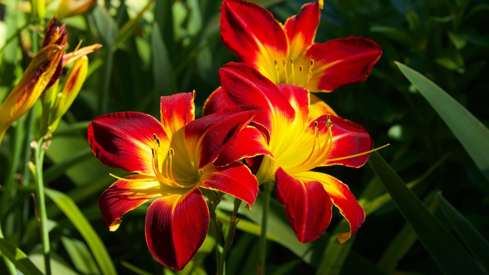 Trumpet-shaped blooms in warm red and yellow colors emerge from arching stems with strap-like green leaves.
