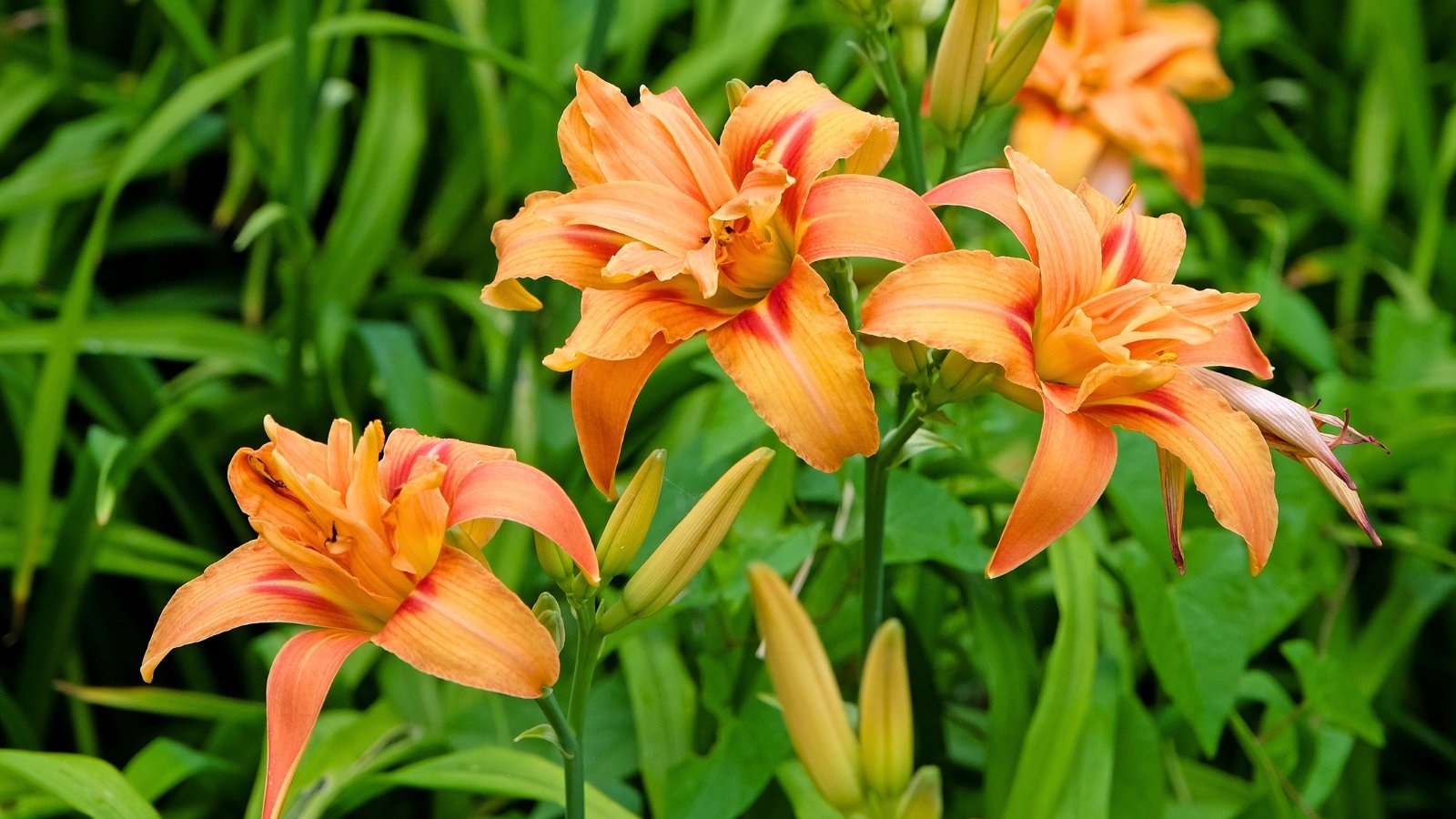 Several large, ruffled orange and reddish-orange blossoms with elongated petals and prominent stamens emerge from a bed of green foliage.