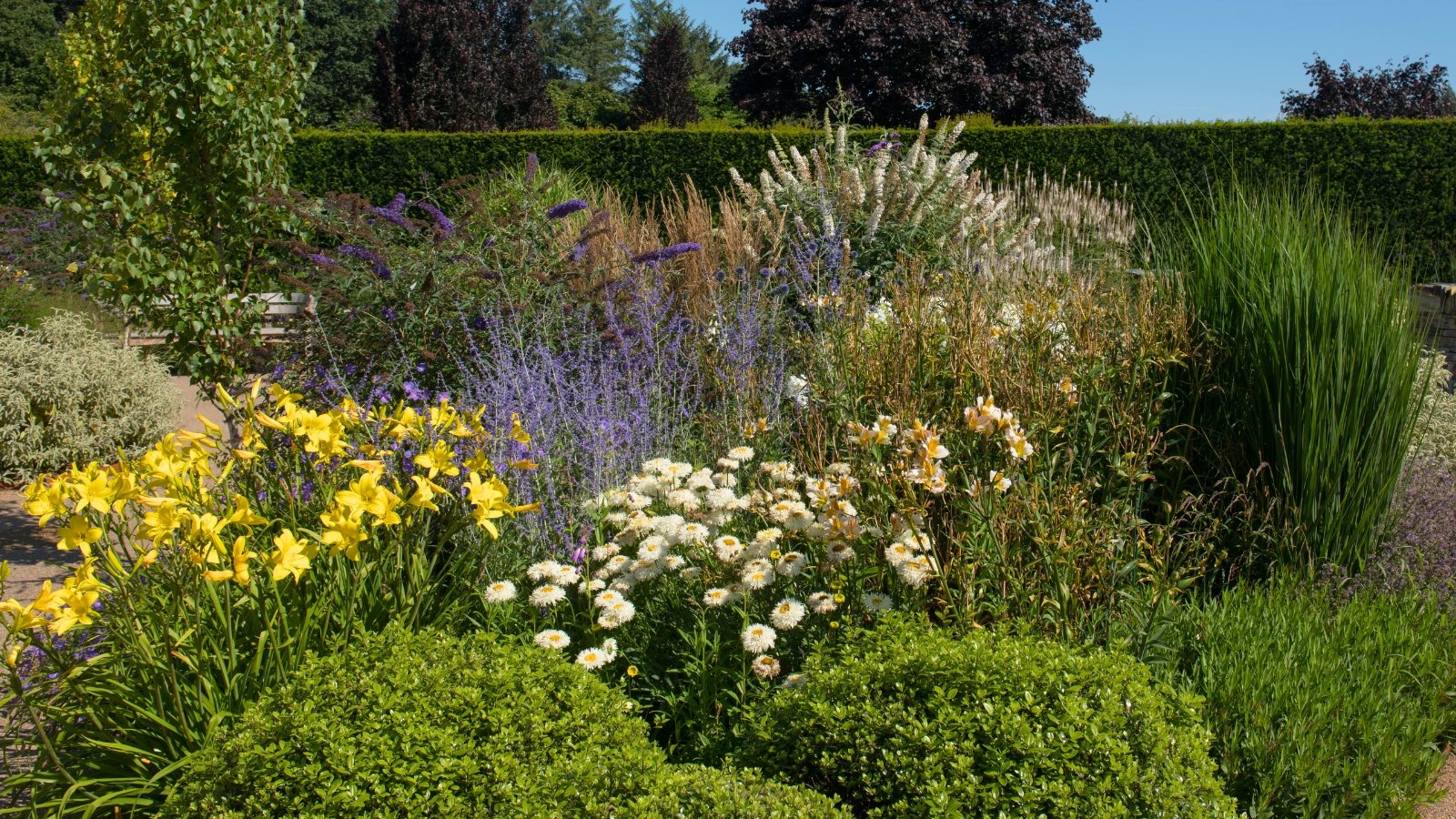 A colorful garden bed features bright yellow trumpet-shaped flowers, lavender-purple spires, white daisy-like blooms, and various green foliage plants.