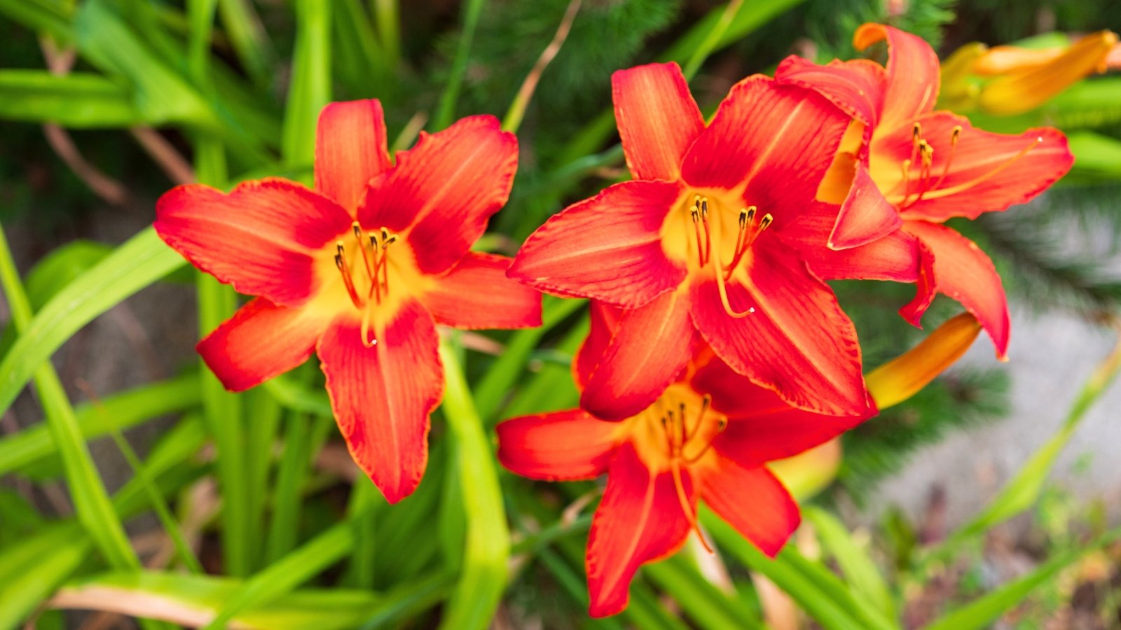 A cluster of vibrant orange-red, trumpet-shaped flowers with yellow throats and prominent stamens emerge from a bed of long, green, strap-like leaves.