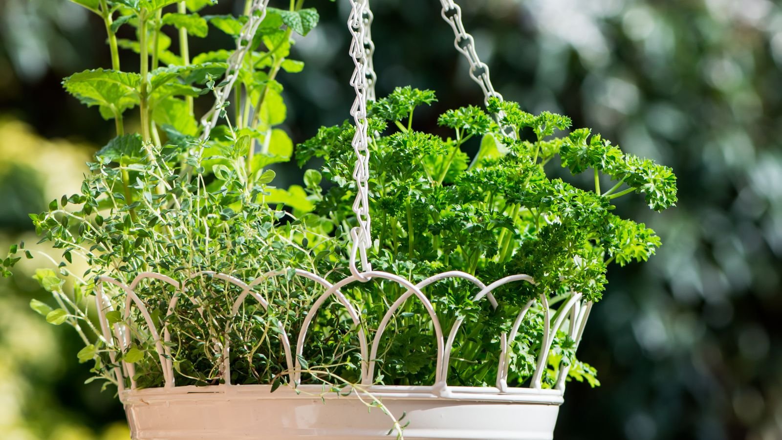 Herbs in a iron container dangling in a garden, appearing vivid green with leaves of different textures